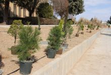 گزارش تصویری از آئیین درختکاری و تقدیر ازهمکاران فضای سبز دانشگاه